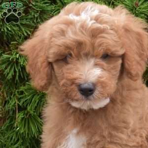 Mystery, Mini Goldendoodle Puppy