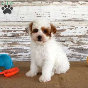 Nacho, Miniature Poodle Puppy