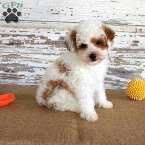 Nacho, Miniature Poodle Puppy