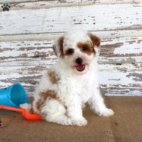 Nacho, Miniature Poodle Puppy