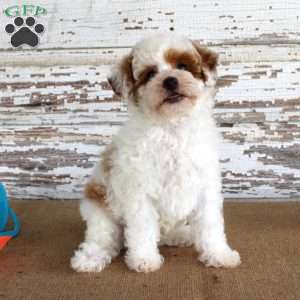 Nacho, Miniature Poodle Puppy