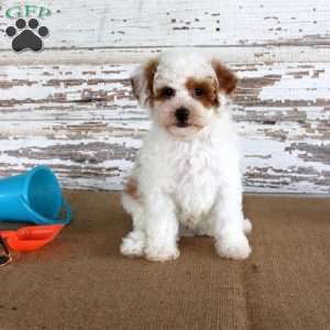 Nacho, Miniature Poodle Puppy