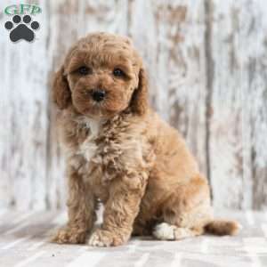 Nadia, Mini Labradoodle Puppy