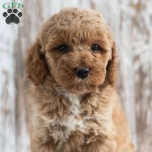 Nadia, Mini Labradoodle Puppy