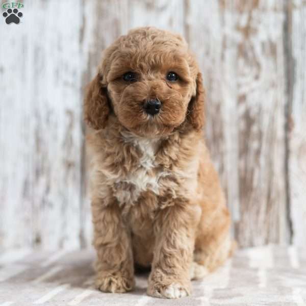 Nadia, Mini Labradoodle Puppy