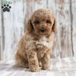 Nadia, Mini Labradoodle Puppy