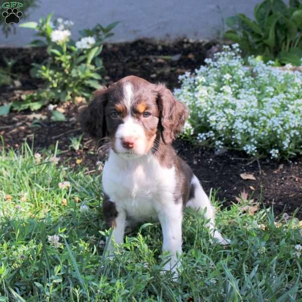 Nadine, English Springer Spaniel Puppy