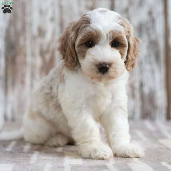 Nakeya, Mini Labradoodle Puppy