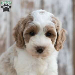 Nakeya, Mini Labradoodle Puppy