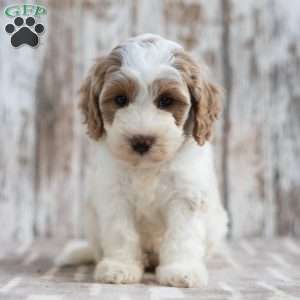 Nakeya, Mini Labradoodle Puppy