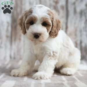 Nakeya, Mini Labradoodle Puppy