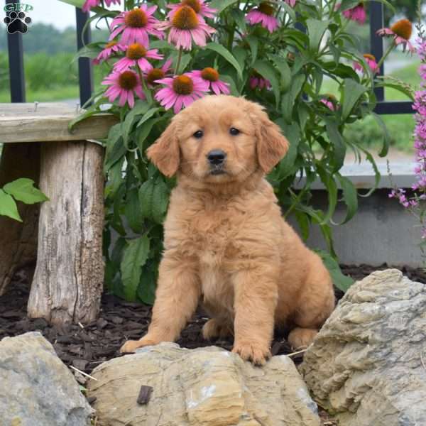 Nala, Golden Retriever Puppy