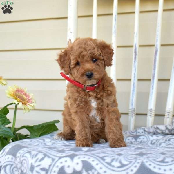 Nala, Miniature Poodle Puppy