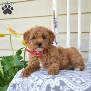 Nala, Miniature Poodle Puppy