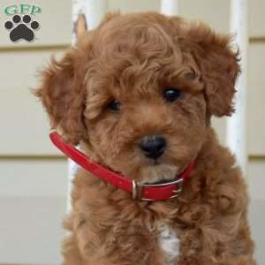 Nala, Miniature Poodle Puppy