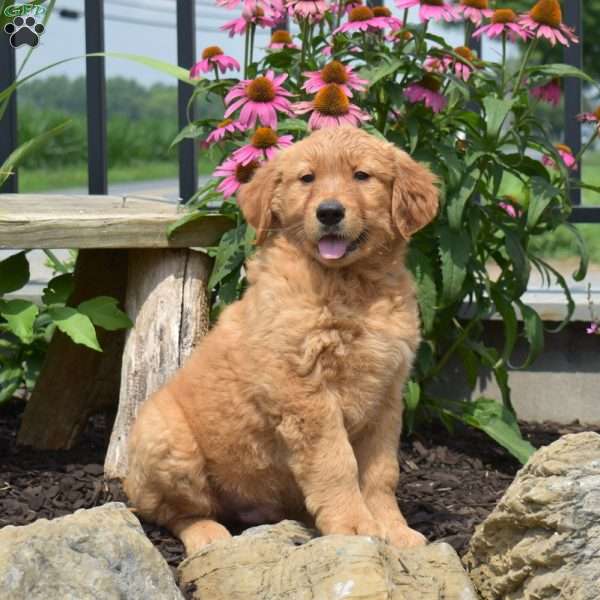 Nash, Golden Retriever Puppy