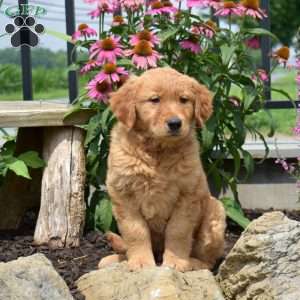 Nash, Golden Retriever Puppy