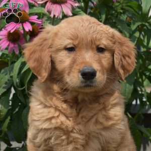 Nash, Golden Retriever Puppy