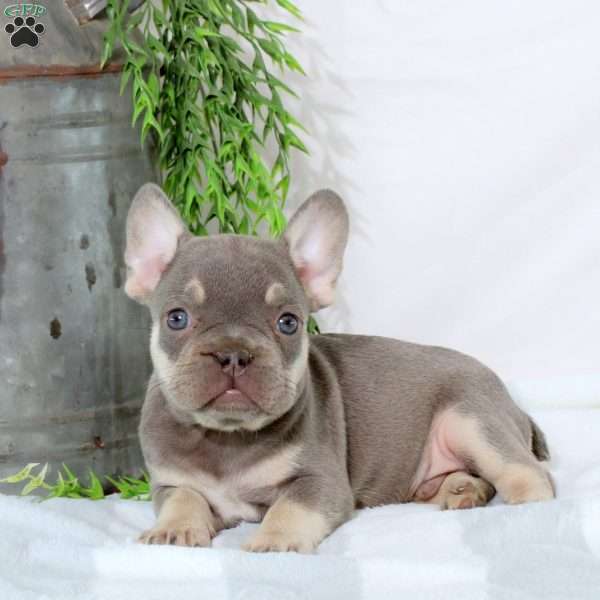 Nathan, French Bulldog Puppy
