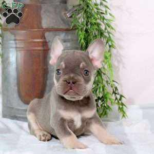 Nathan, French Bulldog Puppy