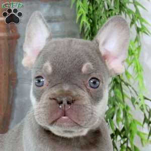 Nathan, French Bulldog Puppy