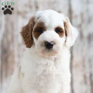 Neil, Mini Labradoodle Puppy