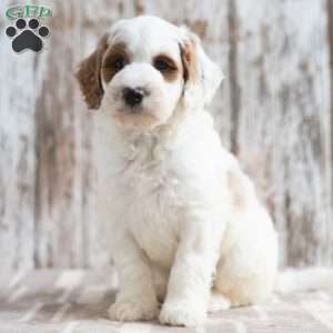 Neil, Mini Labradoodle Puppy