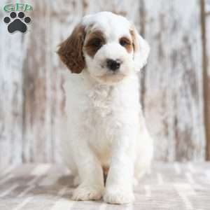 Neil, Mini Labradoodle Puppy