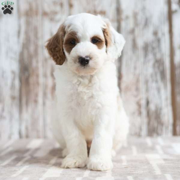 Neil, Mini Labradoodle Puppy