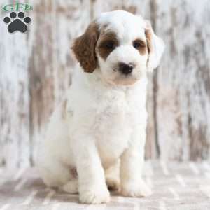Neil, Mini Labradoodle Puppy