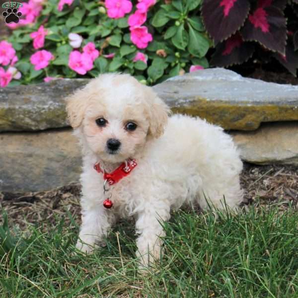 Nellie, Bich-Poo Puppy