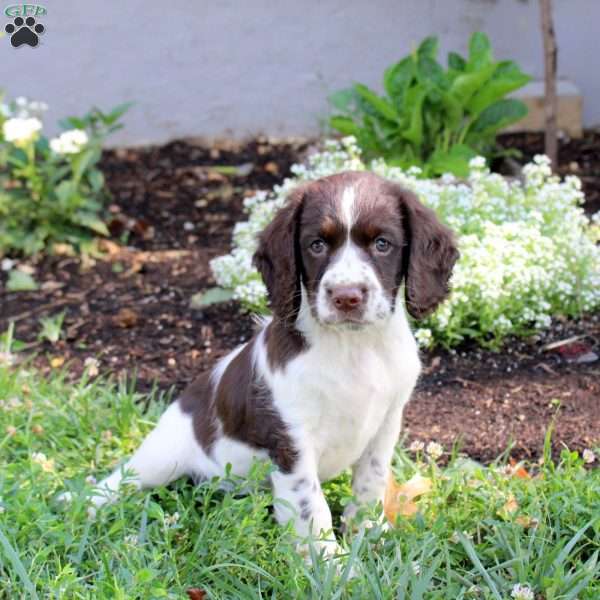 Nellie, English Springer Spaniel Puppy