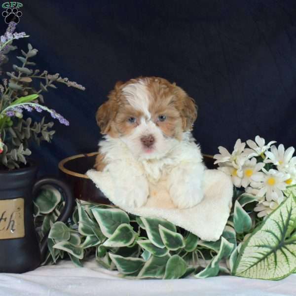 Nellie, Teddy Bear Puppy