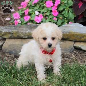 Nellie, Bich-Poo Puppy