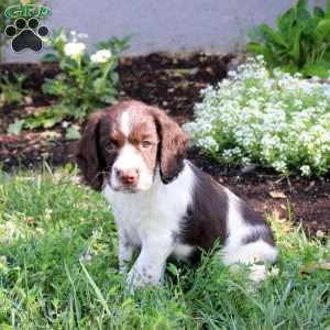 Nellie, English Springer Spaniel Puppy