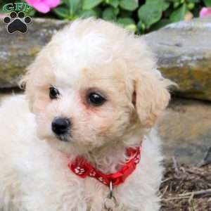 Nellie, Bich-Poo Puppy