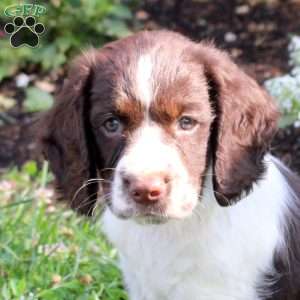 Nellie, English Springer Spaniel Puppy