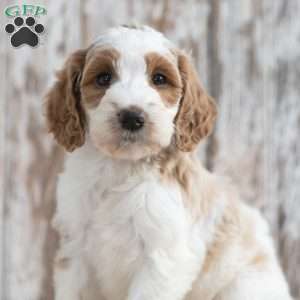 Nelly, Mini Labradoodle Puppy