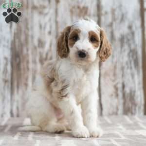 Nelly, Mini Labradoodle Puppy