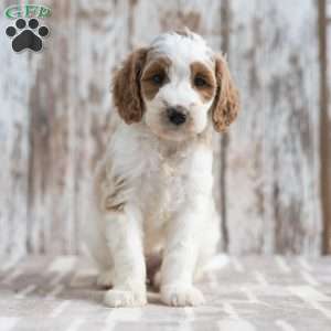 Nelly, Mini Labradoodle Puppy