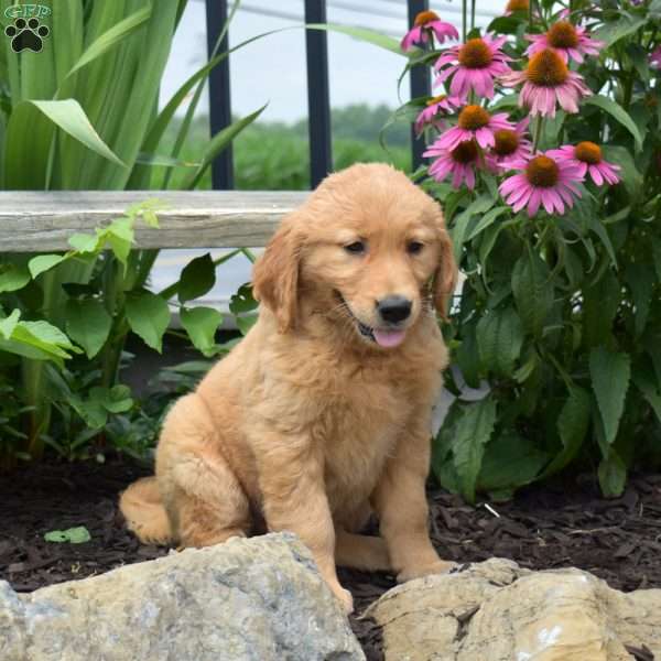 Nelly, Golden Retriever Puppy