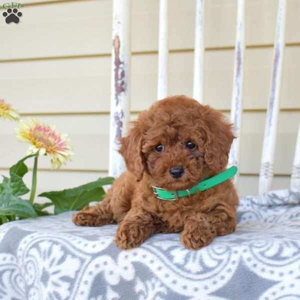 Nelly, Miniature Poodle Puppy