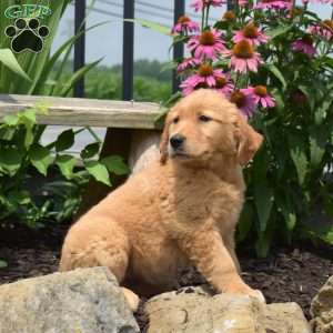 Nelly, Golden Retriever Puppy