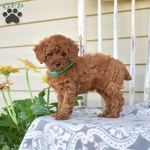 Nelly, Miniature Poodle Puppy