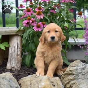 Nelly, Golden Retriever Puppy