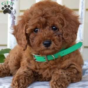 Nelly, Miniature Poodle Puppy
