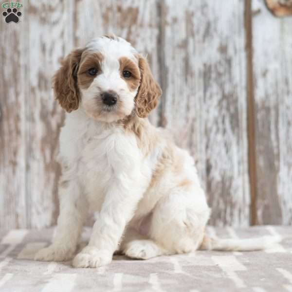Nelly, Mini Labradoodle Puppy