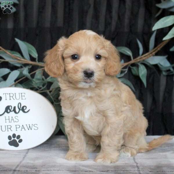 Nelson, Maltipoo Puppy