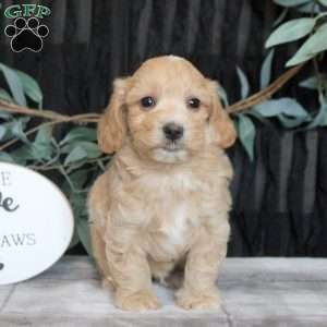 Nelson, Maltipoo Puppy