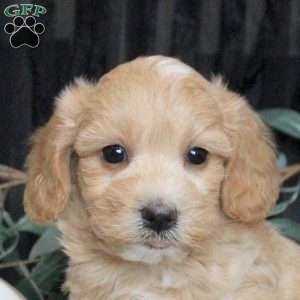 Nelson, Maltipoo Puppy